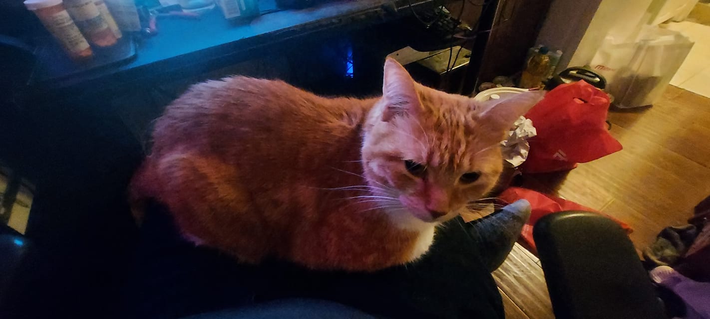 An orange cat rests on someones lap, her legs tucked under her in a perfect contented loaf